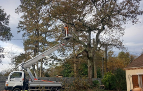 Élagage d’un grand arbre avec nacelle à Orthez 64